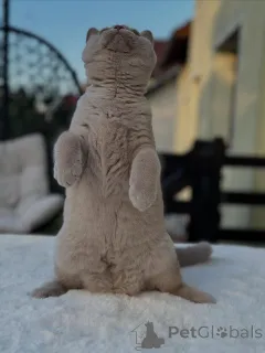 Фото №3. Чистокровная британская шорта с очаровательной личностью на продажу. Германия