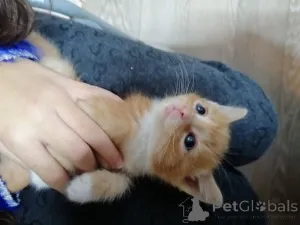 Дополнительные фото: Продаются чистокровные котята мейн-кун.