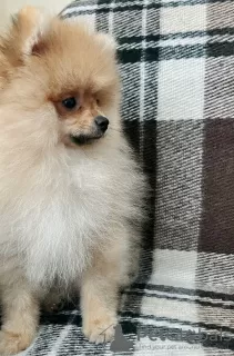 Фото №3. Щенок Померанского шпица.  Грузия