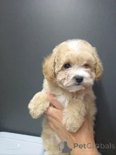 Фото №1. бишон фризе, йоркширский терьер, мальтийская болонка, мальтипу, пудель (карликовый), пудель (той) - купить в Москова за договорная. Объявление №146472