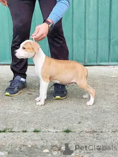 Дополнительные фото: Щенки американского стаффордширского терьера