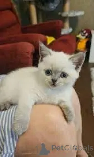 Фото №3. Шотландская страйт-Kätzchen zu verkaufen. Австрия