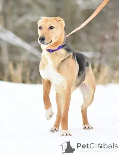 Фото №3. Добрая, ласковая, жизнерадостная собака Ласка ищет дом!.  Россия