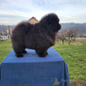 Дополнительные фото: Чоу -чау щенки