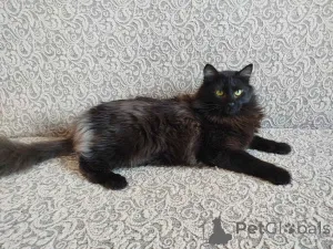 Фото №3. Роскошный Фирс. Беларусь