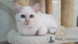 Фото №2 к объявлению №146144 о продаже священная бирма - купить в Германии частное объявление