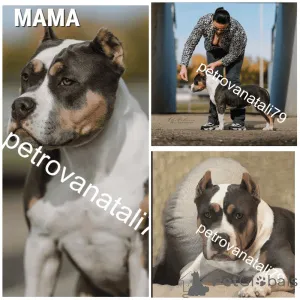 Фото №4. Продажа американского булли в Краснодарском заводчик - цена договорная