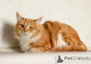 Дополнительные фото: Кошка Злата ищет дом!