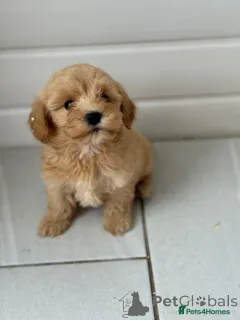 Фото №1. пудель (той) - купить в Берлине за 51022₽. Объявление №167627