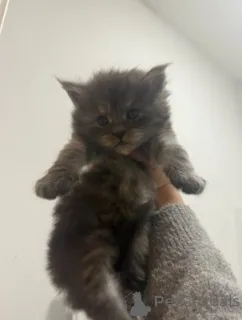 Дополнительные фото: Мейн-кун-Кэтчен