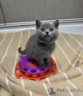 Фото №1. британская короткошёрстная - купить в Барселе за договорная. Объявление №156360