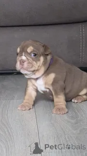 Фото №3. Aceşti frumoşi pui de Bulldog Englez.  Румыния