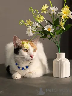 Дополнительные фото: Ласковая и нежная кошечка Снежинка ищет дом