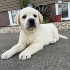 Фото №3. Лабрадор-ретривер, сука, возраст 5 недель. Готово к 28 марта..  Германия