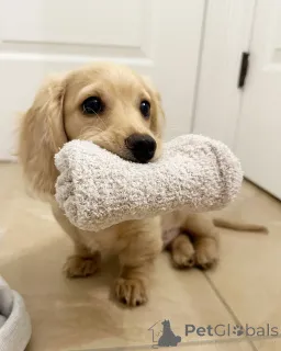 Фото №2 к объявлению №144409 о продаже таксу - купить в Германии заводчик