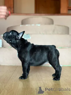 Дополнительные фото: Французский бульдог красивые щенки