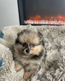 Дополнительные фото: Померанские щенки.