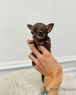 Фото №2 к объявлению №152461 о продаже чихуахуа - купить в Черногории частное объявление, заводчик