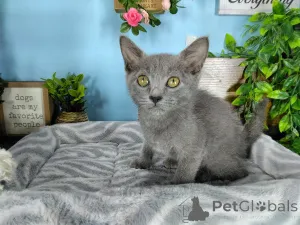 Фото №3. Продаются великолепные домашние котята русской голубой породы. Хорватия