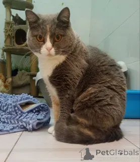 Фото №1. шотландская (скоттиш страйт) - купить в Балашихе за Бесплатно. Объявление №155967