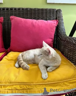 Фото №2 к объявлению №150630 о продаже беспородная - купить в Германии 