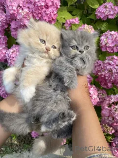 Фото №2 к объявлению №161291 о продаже мейн-кун - купить в Германии заводчик