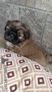 Дополнительные фото: Чистокровные щенки Ши-Тцу