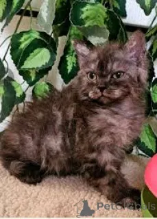 Фото №3. Селкирк Рекс-Кэтчен цу веркауфен. Австрия