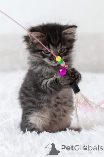 Дополнительные фото: Срочно ищут дом три малыша-солнышка.