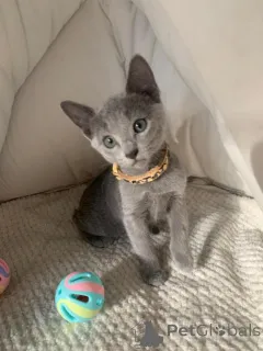 Фото №1. русская голубая - купить в Ланген за 32468₽. Объявление №149735