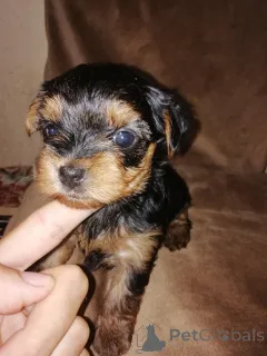 Дополнительные фото: Чистокровные щенки Йоркширского Терьера.