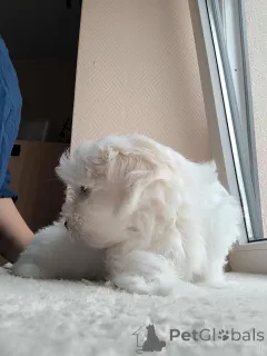 Дополнительные фото: Щенок мальтийской болонки, мальчик