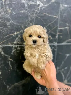 Фото №1. мальтипу - купить в Берлине за 46384₽. Объявление №137169