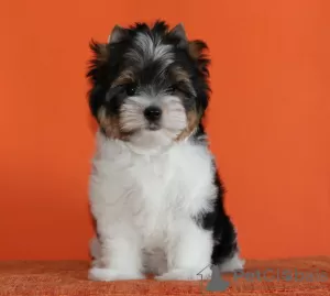 Фото №1. бивер-йоркширский терьер - купить в Минске за договорная. Объявление №10328