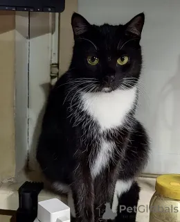 Дополнительные фото: Нежная Амира