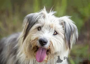 Фото №2 к объявлению №159460 о продаже беспородную - купить в России частное объявление