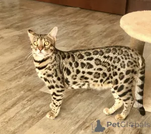 Дополнительные фото: Bengal cat бенгалская кошка F3