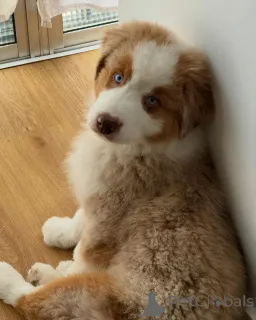 Фото №2 к объявлению №167038 о продаже австралийскую овчарку - купить в Бельгии заводчик