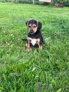 Фото №1. немецкая овчарка - купить в Минске за 1449₽. Объявление №147272