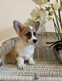 Дополнительные фото: Welpen von Corgi