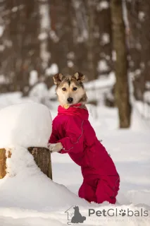 Дополнительные фото: Трогательная принцесса Нала ищет свой дом!
