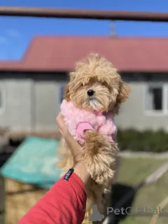 Фото №2 к объявлению №166530 о продаже мальтипу - купить в Украине частное объявление