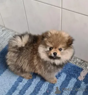 Фото №1. померанский шпиц - купить в Mayrhofen за договорная. Объявление №139105