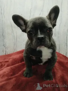 Дополнительные фото: Французский бульдог девочка голубого окраса