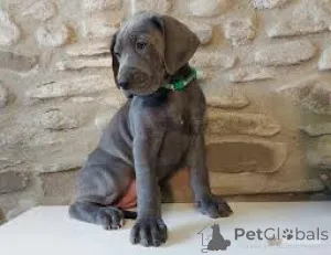 Фото №3. Deutsche Doggen-Welpen zu verkaufen.  Германия