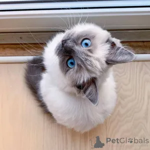 Фото №3. Quality Ragdoll kittens for Re-homing. Великобритания