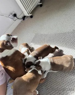 Фото №2 к объявлению №154615 о продаже бостон-терьера - купить в Германии 