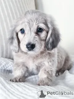 Фото №1. такса - купить в Франкфурт-на-Майне за договорная. Объявление №144518