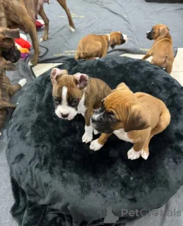 Фото №2 к объявлению №161049 о продаже  - купить в Канаде 