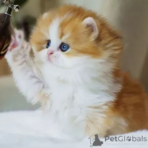 Фото №2 к объявлению №160245 о продаже британская длинношёрстная - купить в Швейцарии частное объявление